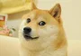 Imagem de "Doge" é leiloada por US$ 4 milhões e se torna o meme mais caro da história