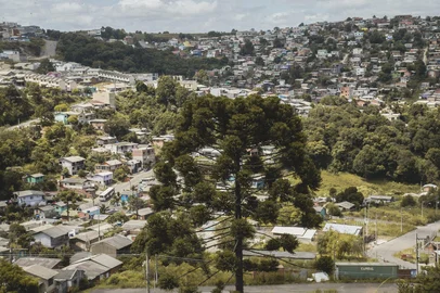 Fotolivro registra presença de araucárias em áreas urbanas e rurais de Caxias do Sul<!-- NICAID(16272228) -->