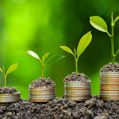 the light bulb sits on the ground Plants grow on stacked coins. Renewable energy production is essential for the future. Green businesses using renewable energy can limit climate change and global warming.Fonte: 560376481<!-- NICAID(15362450) -->