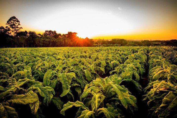 Divulgação / SindiTabaco