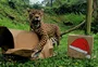 FOTOS: animais do zoológico de Gramado ganham presentes de Natal