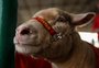 Entre ajustes finais e a chegada dos animais, a 47ª Expointer começa a ganhar forma