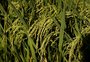 Preço do arroz volta a patamares de 2020; o que explica esse movimento 