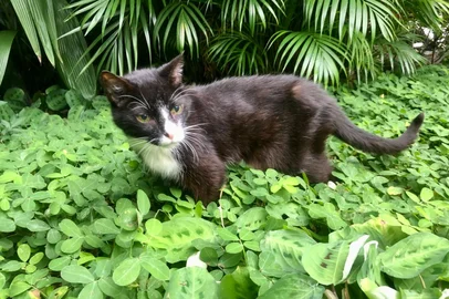 Elvis, o Gato<!-- NICAID(16004865) -->