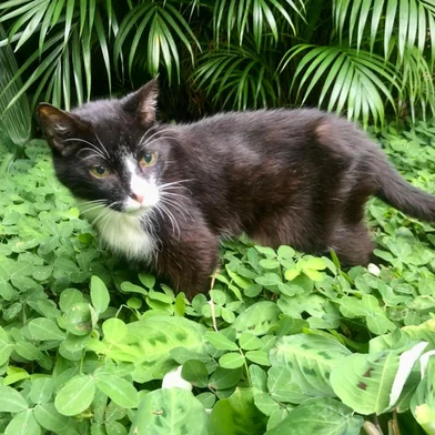 Elvis, o Gato<!-- NICAID(16004865) -->