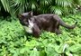 "Elvis tem um carisma. É um vovozinho": gato ganha festa de aniversário de 20 anos com viés solidário