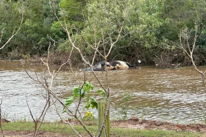 Animais mortos nos arredores da BR-448, em Canoas. Foto: Lisielle Zanchettin/Agência RBS<!-- NICAID(15762462) -->