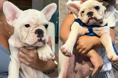 Reprodução / @biateodoro Filhote de buldogue furtado por ladrões em casa de praia em SC é devolvido à família após uma semana<!-- NICAID(16209339) -->