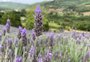 Festa Nacional da Lavanda marca reconstrução de campos floridos a 70 quilômetros da Capital