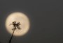 Calendário lunar 2024: veja a data das fases da Lua no ano