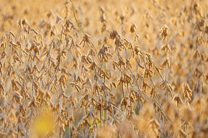 Soja no município de Esmeralda- a últi,a fronteira agrícola do RS-Indexador: Adriana Franciosi<!-- NICAID(3404438) -->