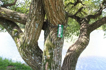 Projeto de matriz de sementes, desenvolvido pela equipe da Coordenação de Arborização Urbana da prefeitura de Porto Alegre.<!-- NICAID(15735902) -->