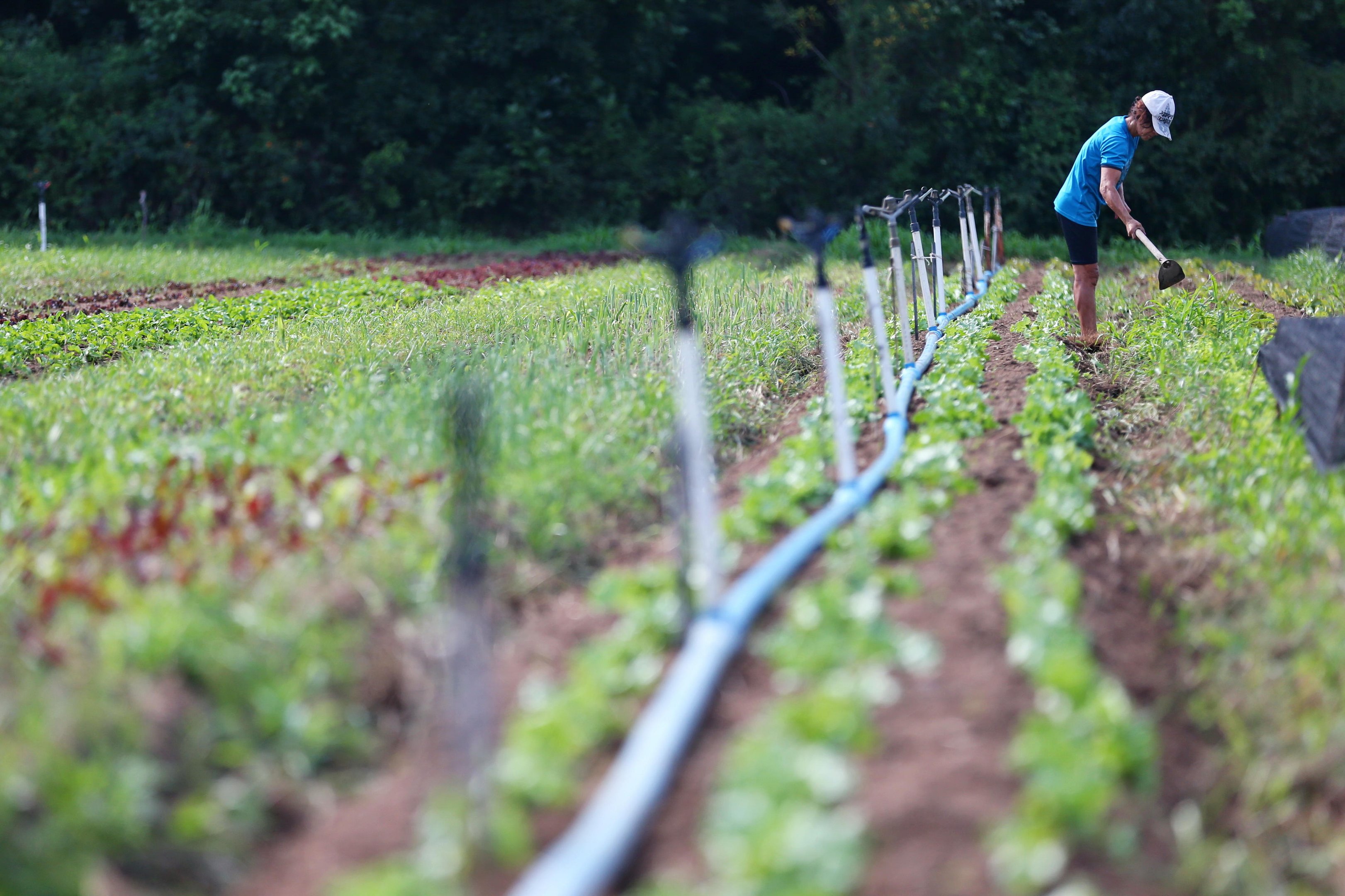 Um outro mundo dentro de Porto Alegre: propriedades na zona sul realizam o 1º Festival Primavera Rural