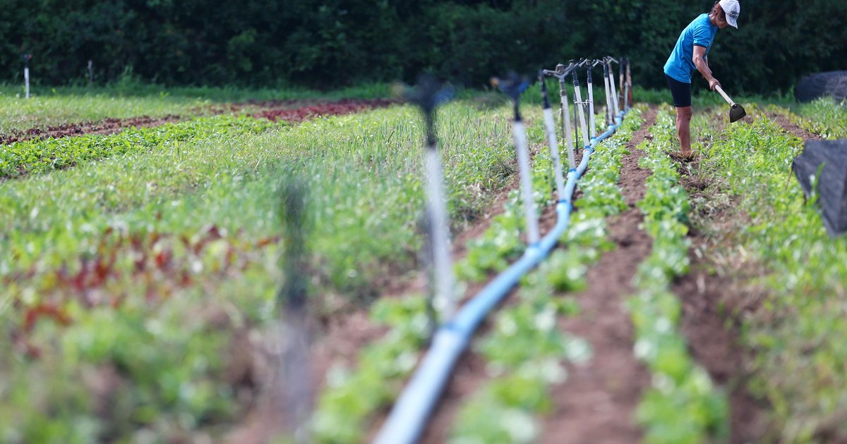 Um outro mundo dentro de Porto Alegre: propriedades na zona sul realizam o 1º Festival Primavera Rural