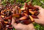 Com plantio de 200 mudas de araucária, projeto entre instituições prevê ampliar presença da espécie no norte gaúcho