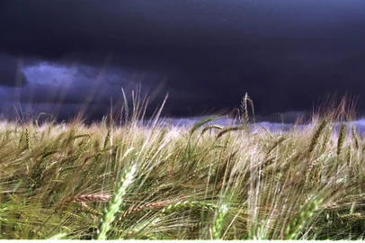 Chuva prejudica safra de Trigo#PÁGINA: 6         FOTO   NÃO  PUBLICADA<!-- NICAID(933825) -->