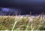 Inmet aponta 80% de chance de El Niño e de perda de produtividade no trigo no RS