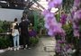 Novidades na Festa da Uva, espaços para moda, cervejas e orquídeas destacam outros setores da economia caxiense