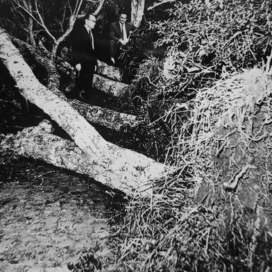 Chuvarada e ventania que quase devastaram o distrito de Fazenda Souza em 10 de dezembro de 1958. Embora tenha atingido diversas localidades do interior, foi lá que o temporal causou os maiores danos. Conforme destacado pelo Pioneiro de 13 de dezembro de 1958, foram 26 minutos de granizo. Na foto: Rubem Bento Alves (E) entre as árvores derrubadas pela ventania de 10 de dezembro de 1958.<!-- NICAID(15767723) -->