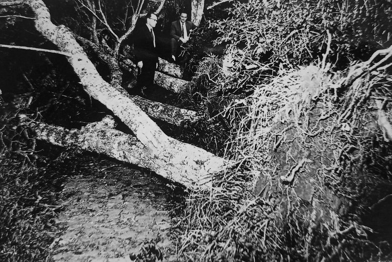Chuvarada e ventania que quase devastaram o distrito de Fazenda Souza em 10 de dezembro de 1958. Embora tenha atingido diversas localidades do interior, foi lá que o temporal causou os maiores danos. Conforme destacado pelo Pioneiro de 13 de dezembro de 1958, foram 26 minutos de granizo. Na foto: Rubem Bento Alves (E) entre as árvores derrubadas pela ventania de 10 de dezembro de 1958.<!-- NICAID(15767723) -->