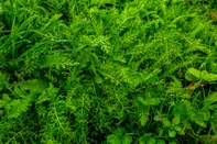 Green background composed of grass, shamrocks and yarrow. the photo is located Achillea millefolium L and Trifolium pratenseIndexador: Jiri HrdlickaFonte: 305569942<!-- NICAID(15543684) -->