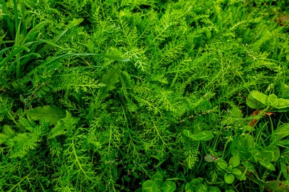 Green background composed of grass, shamrocks and yarrow. the photo is located Achillea millefolium L and Trifolium pratenseIndexador: Jiri HrdlickaFonte: 305569942<!-- NICAID(15543684) -->