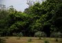 Jardim Botânico de Porto Alegre é espaço para passeio, piquenique, aquisição de mudas e muito mais; veja valor do ingresso