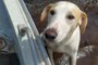 Cão é resgatado pela Batalhão Ambiental de Passo Fundo<!-- NICAID(15362644) -->