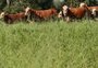 De grupo no WhatsApp a representante do agro: o que busca nova entidade do RS