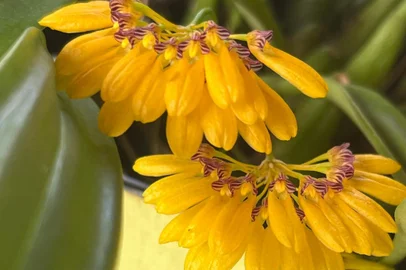 Exposição de Orquídeas celebra a chegada da primavera e a reabertura do Mercado Público de Porto Alegre após a enchente<!-- NICAID(15866118) -->