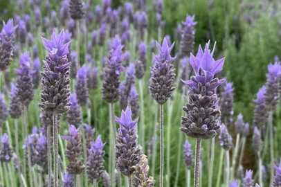 Campos de lavanda em Morro Reuter.<!-- NICAID(15230040) -->