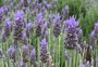 Com 15 hectares de jardins, Morro Reuter prepara a 5ª Festa Nacional da Lavanda