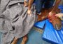Veja como e onde doar para abrigos de animais resgatados da enchente no RS