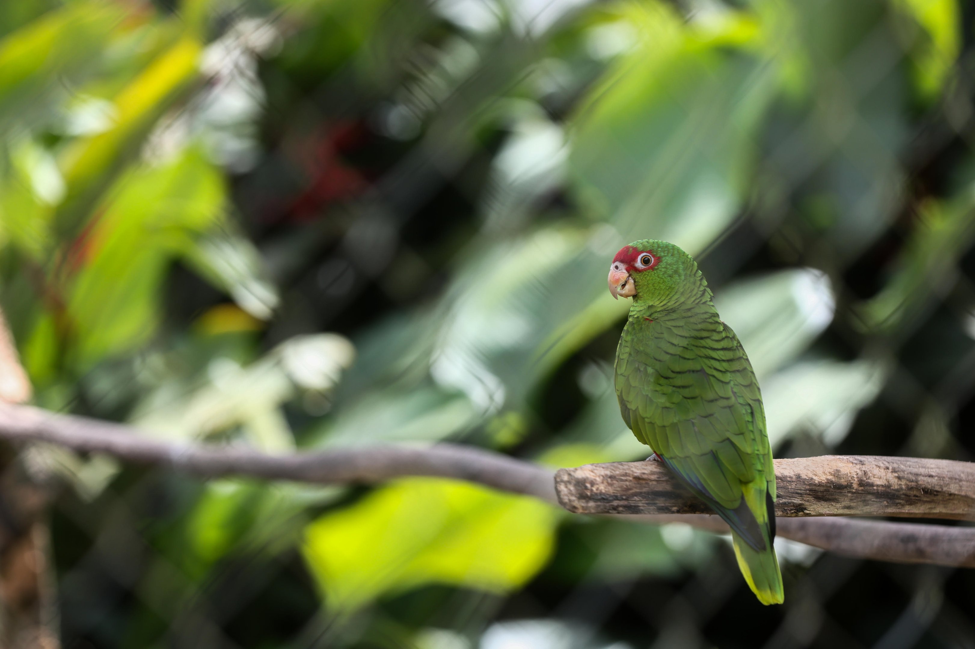 Traficantes vendem aves silvestres por WhatsApp, aceitam cart&atilde;o e usam celular para captura
