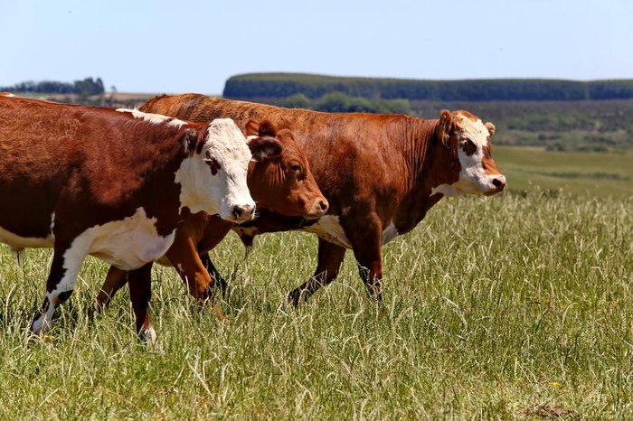 Fernando Gomes / Agencia RBS