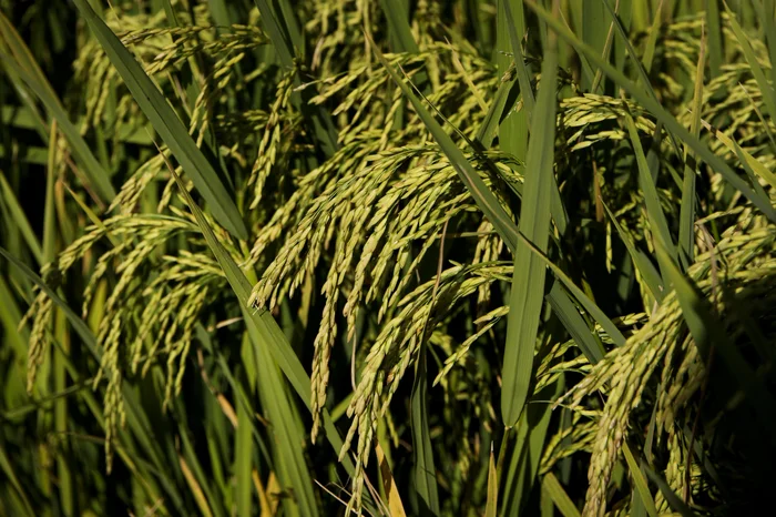 Mateus Bruxel / Agencia RBS Mateus Bruxel / Agencia RBS