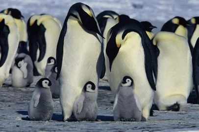 Reserva Imovision / Divulgação A Marcha dos Pinguins (2005), documentário de Luc Jacquet<!-- NICAID(16234045) -->