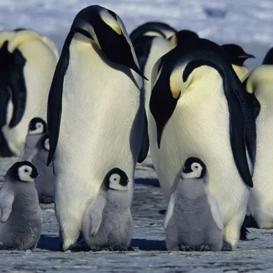 A Marcha dos Pinguins (2005), documentário de Luc Jacquet<!-- NICAID(16234045) -->