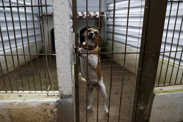 Camila Hermes / Agencia RBS image