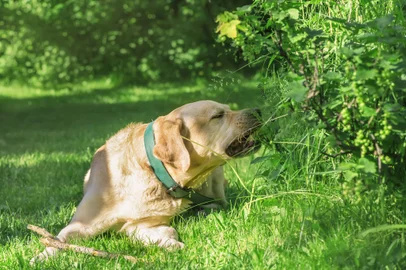 Labrador retriever lies on grass and eats grass*A PEDIDO DE LUISA TESSUTO* Dog Labrador retriever lies on grass and eats grass. - Foto: iloli/stock.adobe.comFonte: 358368641<!-- NICAID(15280978) -->