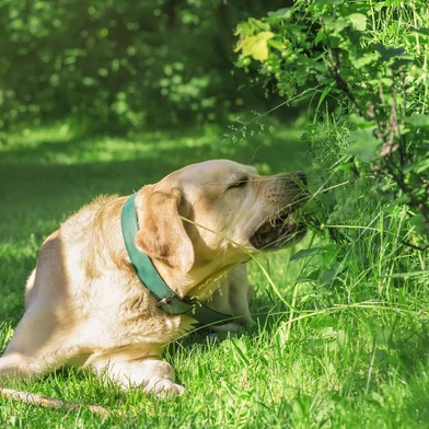 Labrador retriever lies on grass and eats grass*A PEDIDO DE LUISA TESSUTO* Dog Labrador retriever lies on grass and eats grass. - Foto: iloli/stock.adobe.comFonte: 358368641<!-- NICAID(15280978) -->