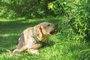 Labrador retriever lies on grass and eats grass*A PEDIDO DE LUISA TESSUTO* Dog Labrador retriever lies on grass and eats grass. - Foto: iloli/stock.adobe.comFonte: 358368641<!-- NICAID(15280978) -->