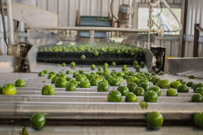 Safra de mandarina verde da Ecocitrus deve dobrar em 2021<!-- NICAID(14716699) -->