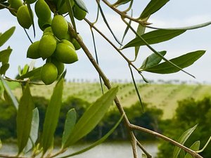 Quinta da Estância / Divulgação
