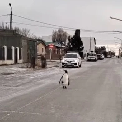 Pinguim na Argentina