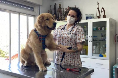 Animali  Centro Médico Veterinário vence pregão para castrações em Caxias do Sul. Na foto, Giovana Dall’Agnol, sócia e veterinária responsável<!-- NICAID(15035884) -->
