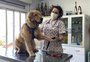 Definida empresa que fará castrações de cães e gatos para prefeitura em Caxias 