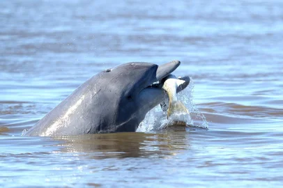Comuns no RS, botos-de-Lahille são reconhecidos como ameaçados de extinção<!-- NICAID(15130884) -->