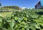 De um lado, recorde, de outro, quebra: feira no Paraná evidencia distância entre as realidades do agro nacional e gaúcho