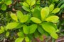 Leaves of the Yerba mate (Ilex paraguariensis) plant in Puerto Iguazu, ArgentinaFonte: 411502573<!-- NICAID(15630774) -->